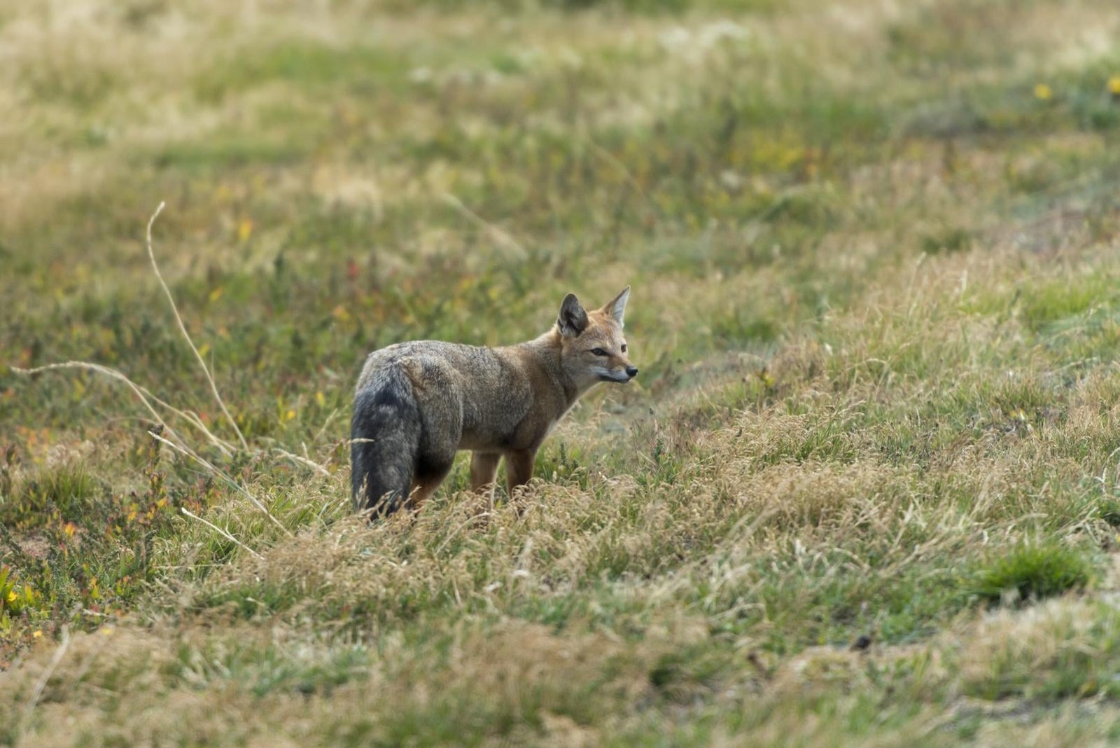 Zorro patagónico en el Parque Nacional Torres del Paine